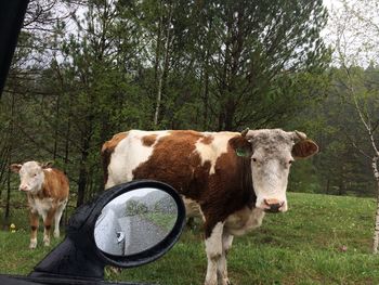 Cow standing on field with side-view mirror in foreground
