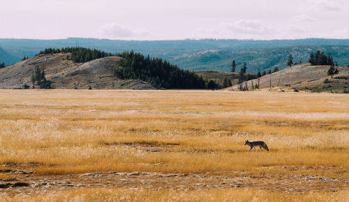 Scenic view of landscape