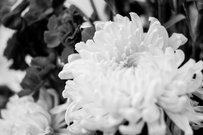 Close-up of honey bee on flower