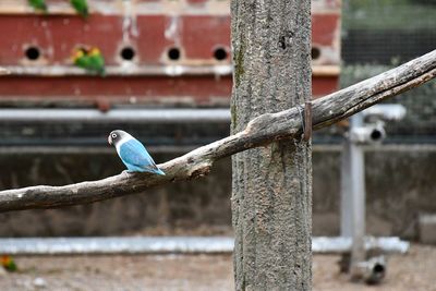 Close-up of bird perching on railing