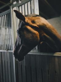 Close-up of horse standing on fence