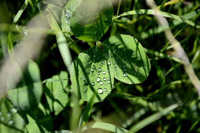 Close-up of raindrops on leaves