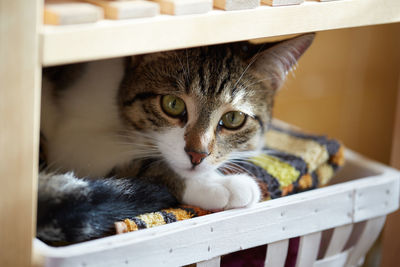 Close-up portrait of a cat