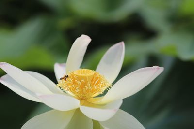 Close-up of water lily