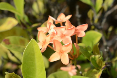 Close-up of flowering plant