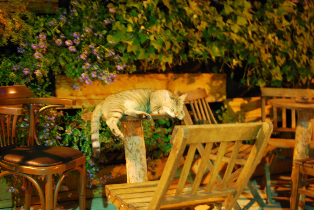 CAT SITTING ON CHAIR AGAINST PLANTS IN YARD