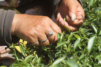 Hand-picked tea ensures the integrity of the tea leaves