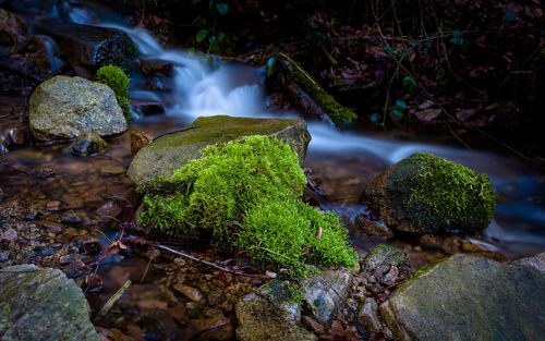 View of waterfall in forest