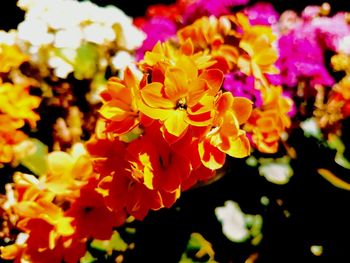 Close-up of yellow flowers