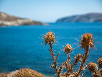 Close-up of flowering plant against sea