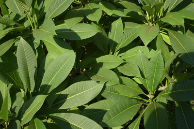 High angle view of insect on leaves