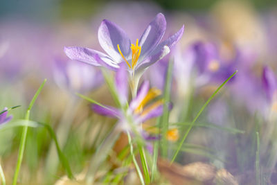 Close-up of purple crocus flowers on field