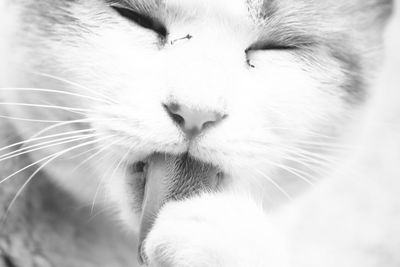 Close-up of cat sleeping