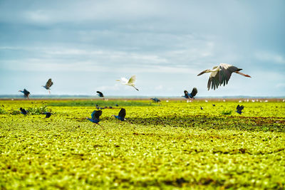 Asian openbill stork birds with flock of purple gallinule birds and heron flying together at wetland