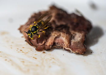 Close-up of insect on plate