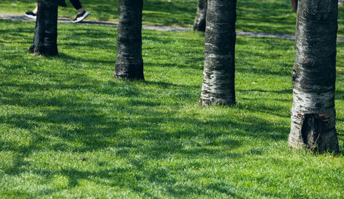 Trees on field