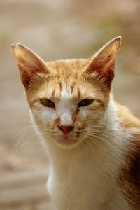 Close-up portrait of a cat orange