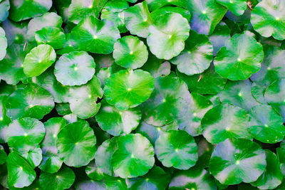 Full frame shot of green leaves floating on water