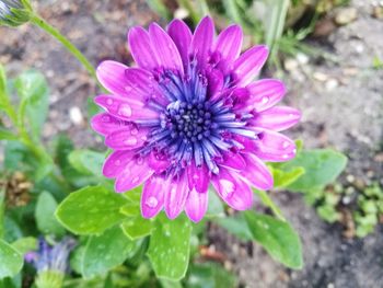 Close-up of purple flower blooming outdoors