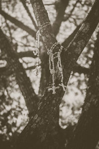 Close-up of icicles on tree trunk