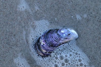 High angle view of shell on beach