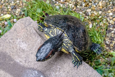 High angle view of shell on rock