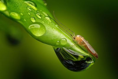 Close-up of insect on leaf