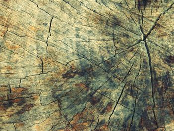 Full frame shot of tree trunk