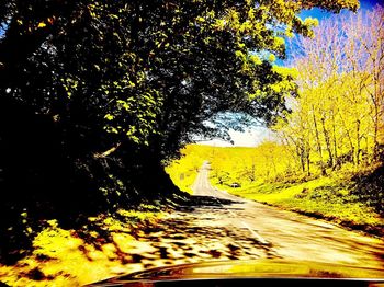 Road amidst trees against sky