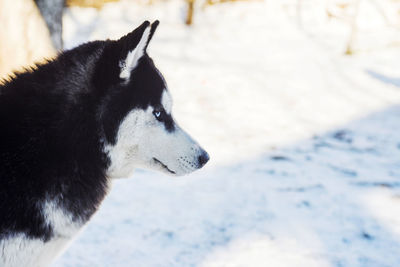 Close-up of dog