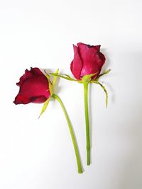 Close-up of rose against white background