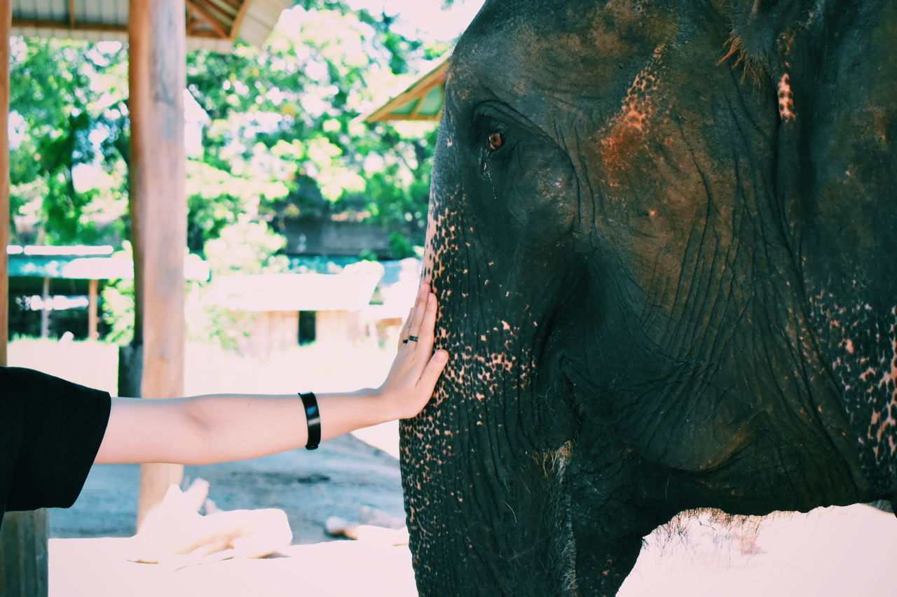 real people, focus on foreground, day, elephant, one person, leisure activity, men, outdoors, hand, nature, animal wildlife, water, human hand, lifestyles, mammal, one animal, animal trunk