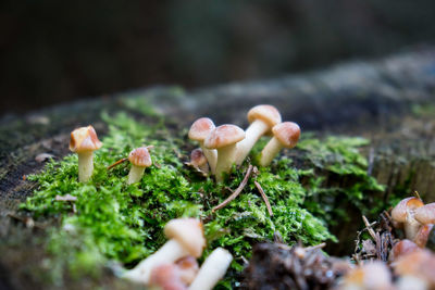 Close-up of mushrooms growing on field