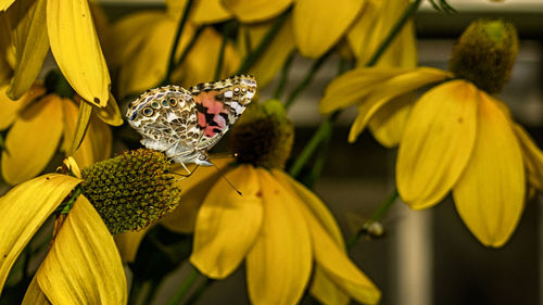 Close-up of honey bee on yellow flowers