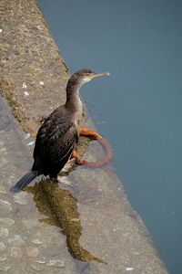 Bird perching on lake