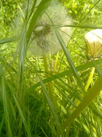 Close-up of dandelion growing on field
