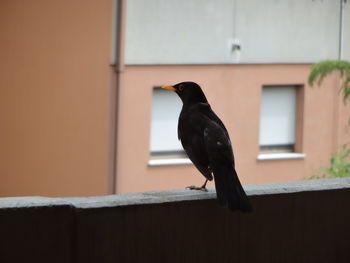 Bird perching on a wall