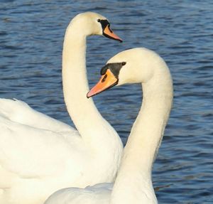 Two swans swimming in water