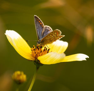 Close-up of butterfly pollinating on yellow flower