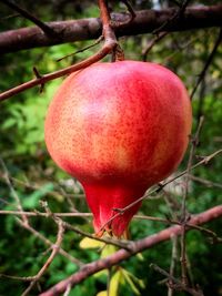 Close-up of apple on tree