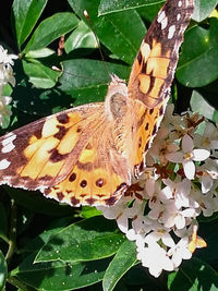 Close-up of butterfly pollinating flower