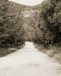 Dirt road along trees