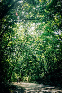 Bamboo trees in forest