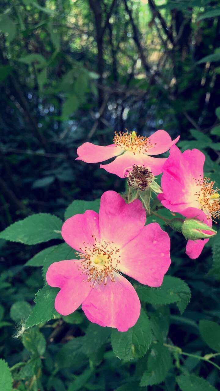 flower, petal, fragility, growth, nature, beauty in nature, flower head, freshness, pink color, plant, day, pollen, blooming, outdoors, no people, close-up, leaf, one animal, animal themes, zinnia