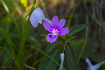 Close-up of purple flower blooming outdoors