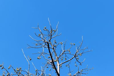 Low angle view of bare tree against clear blue sky