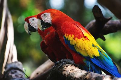 Close-up of parrot perching on branch