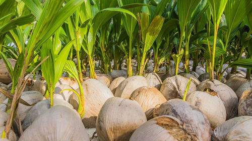 Coconuts on the ground, growing new palmtrees