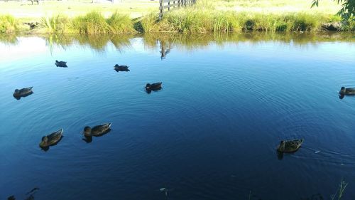 Reflection of trees in water