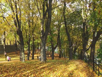 Trees in park